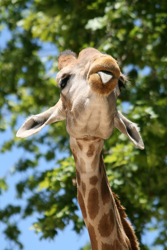 girafa.jpg