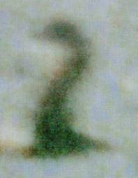 Nessie : photo de Jennifer Bruce (1982) Zoomed+In+Image