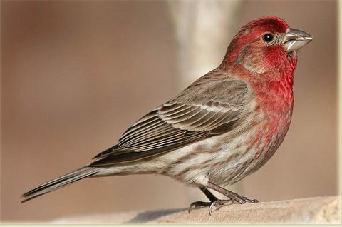 "Bird Poop" of north Texas: Jan 28; House Finches