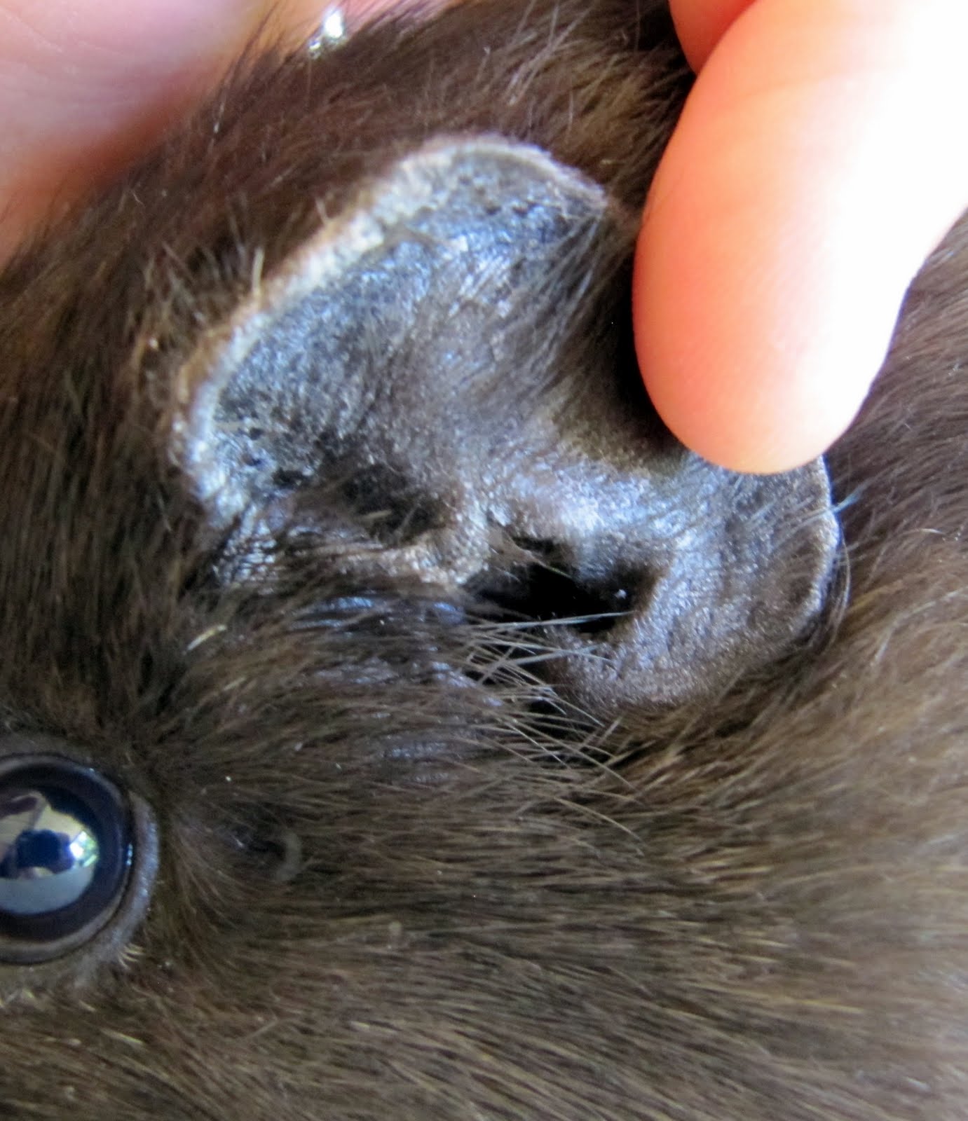 Guinea+Pig+Ear+Mites+Treatment ear that I took yesterday. You can see how much the fungal infection ...
