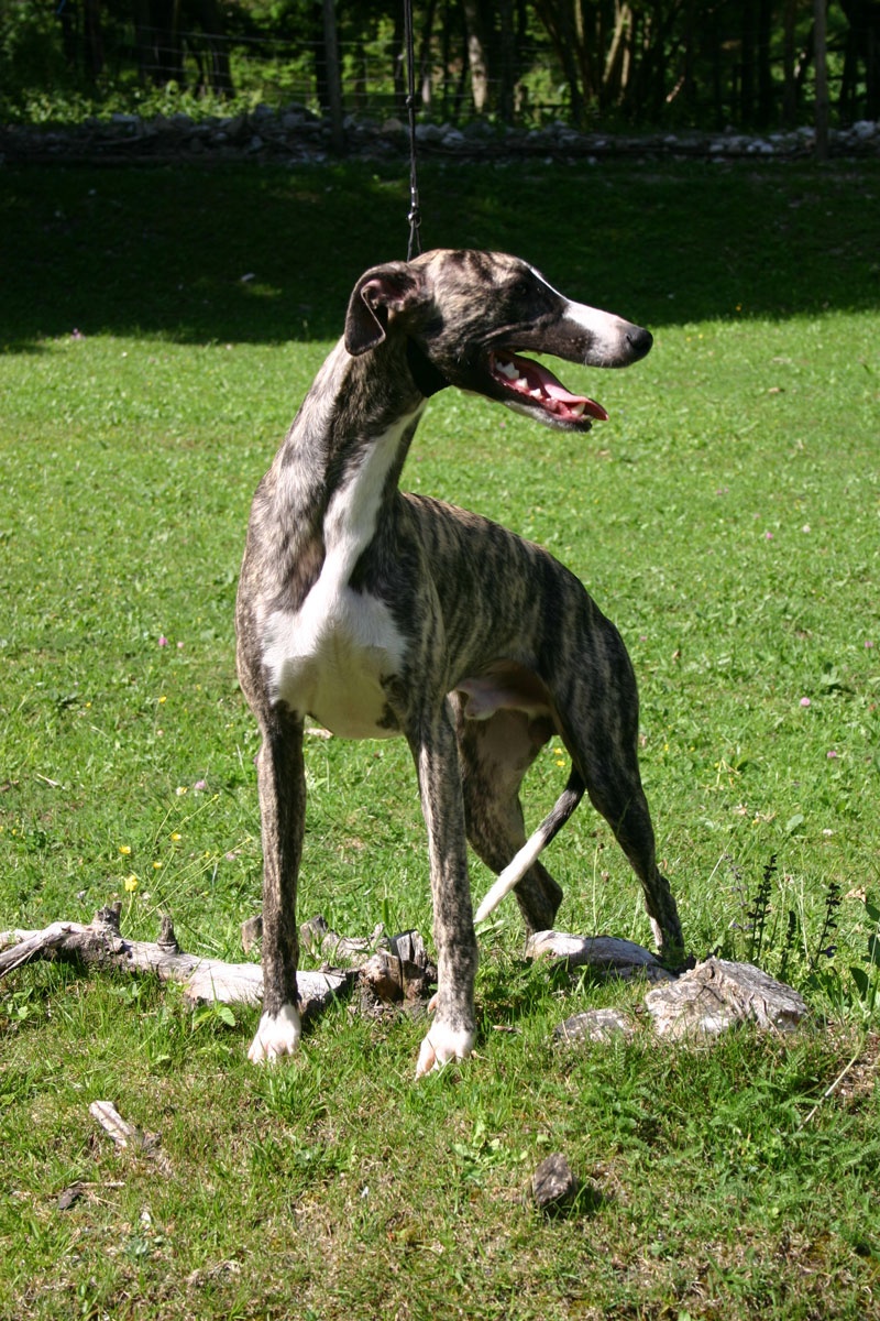 Whippet kennel Tenderline Leglo "L" 2009