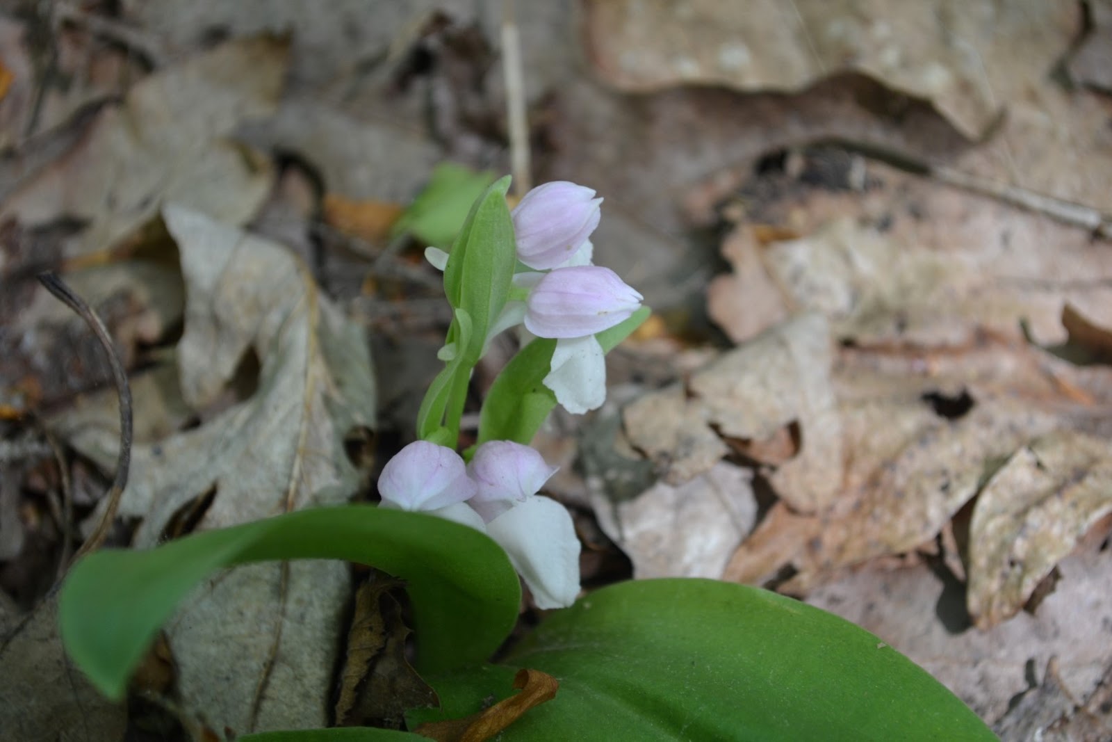 West Virginia Native WildflowersThe Big Year, 2013 Light Colored Orchids