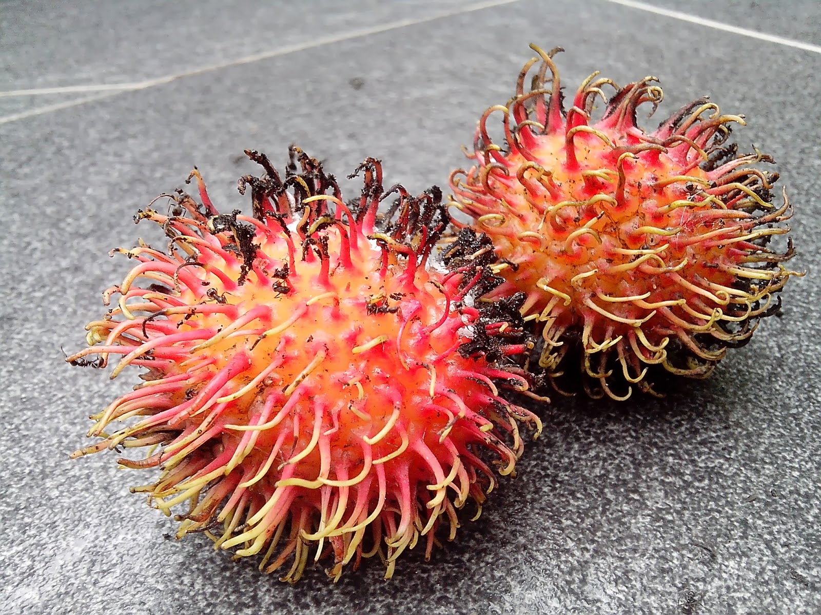 Endah Murniyati's Journey RIPE RAMBUTAN