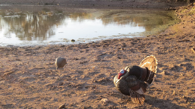 Royal+Slam+Goulds+Turkey+Hunts+with+Colburn+and+Scott+Outfitters+17.JPG