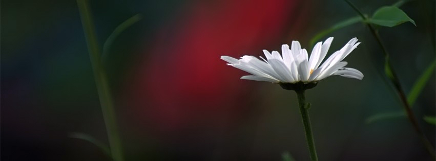 timeline covers photography