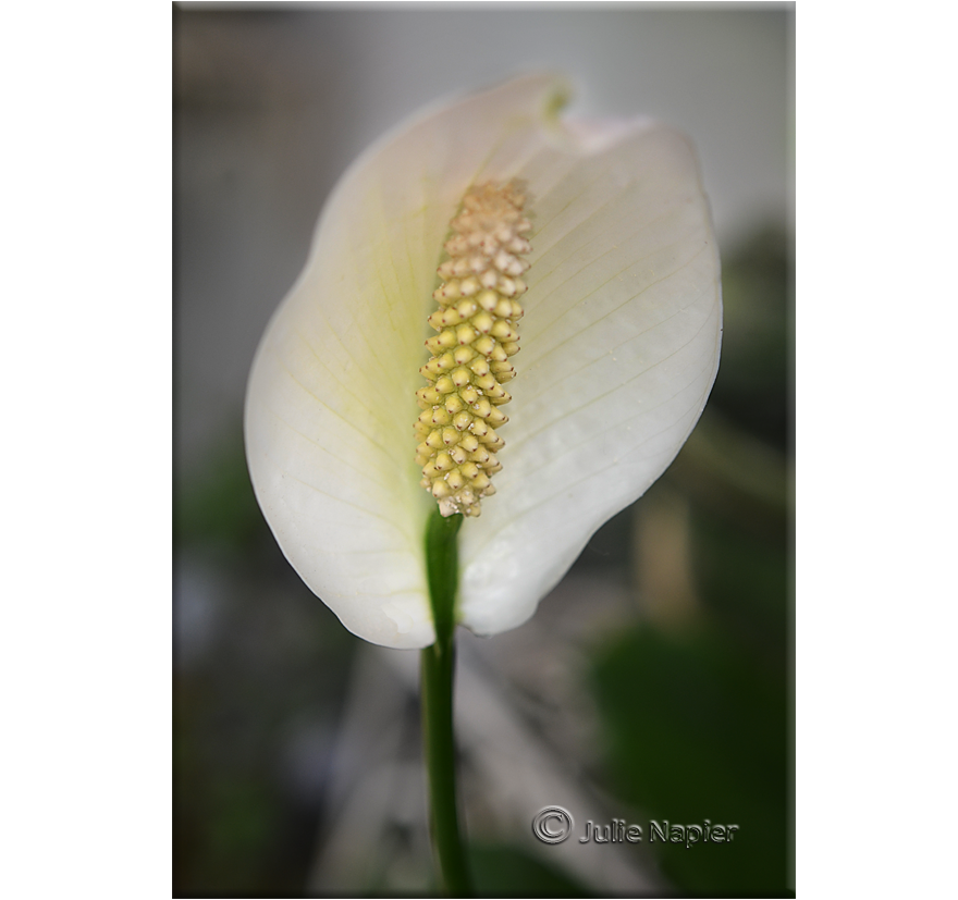 White Peace Lily