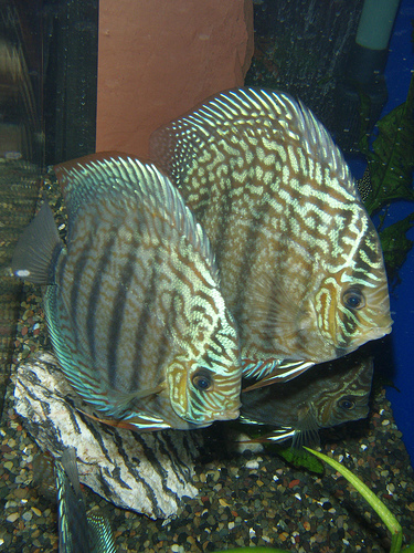 Brilliant Discus