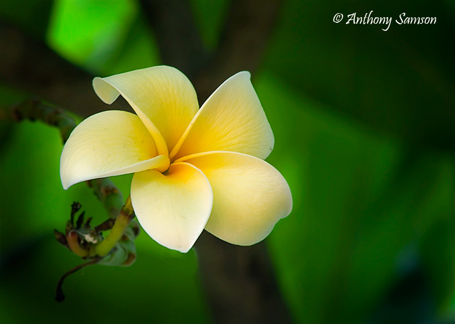 beautiful blossom of indian temple tree