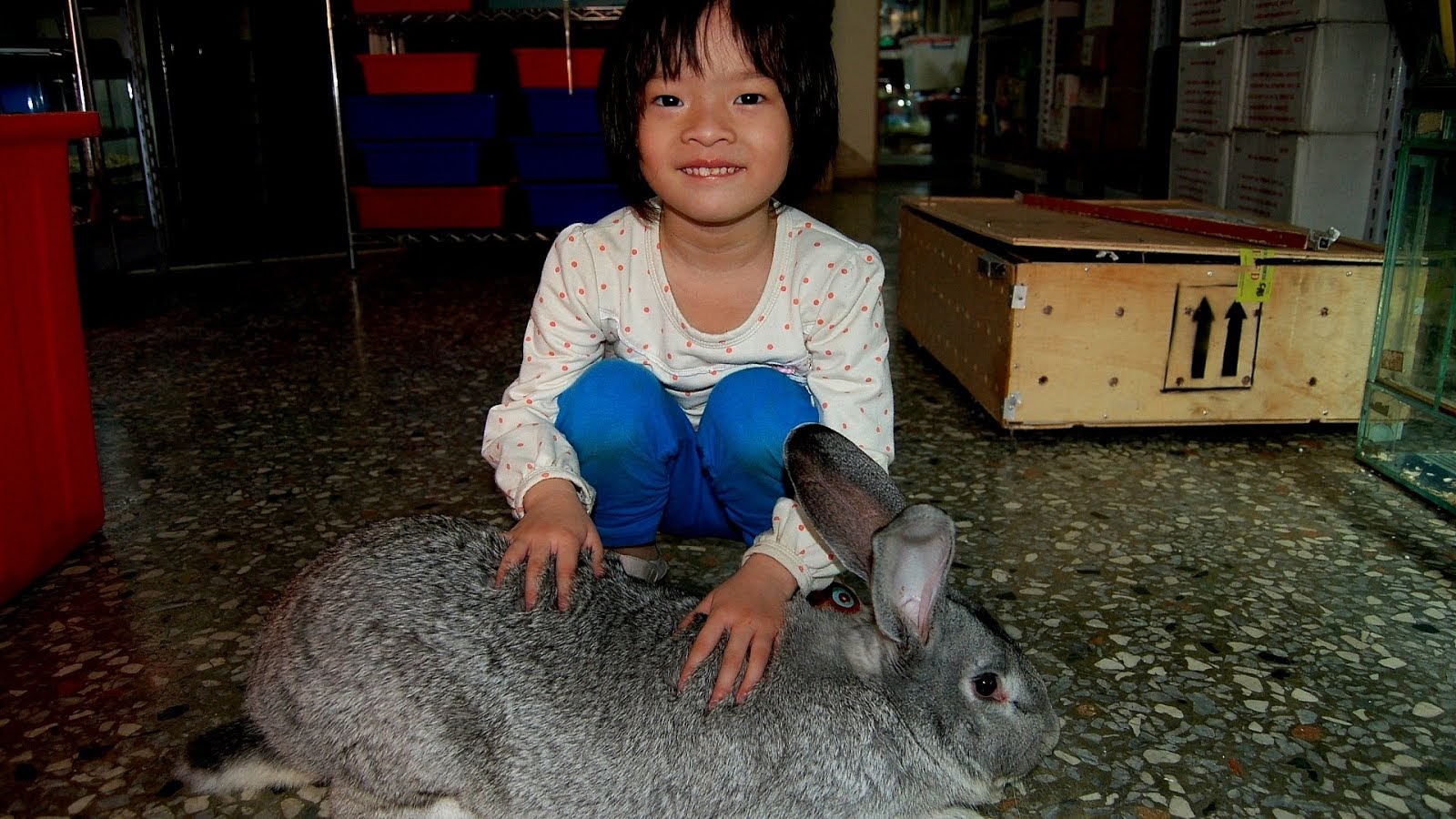 German Giant Rabbit For Sale German Choices