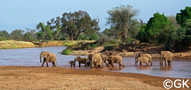 Elefanten am Ewaso Ngiro Fluß
