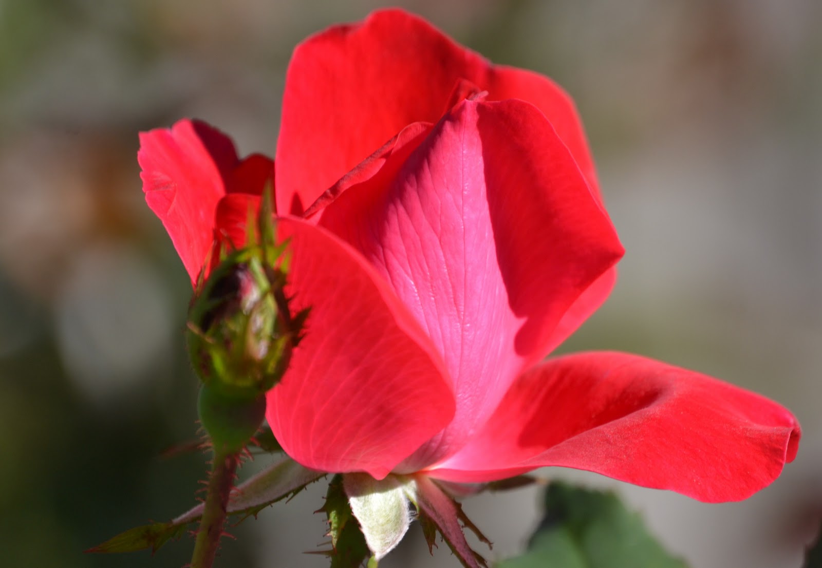 It's All About Purple Knockout Roses