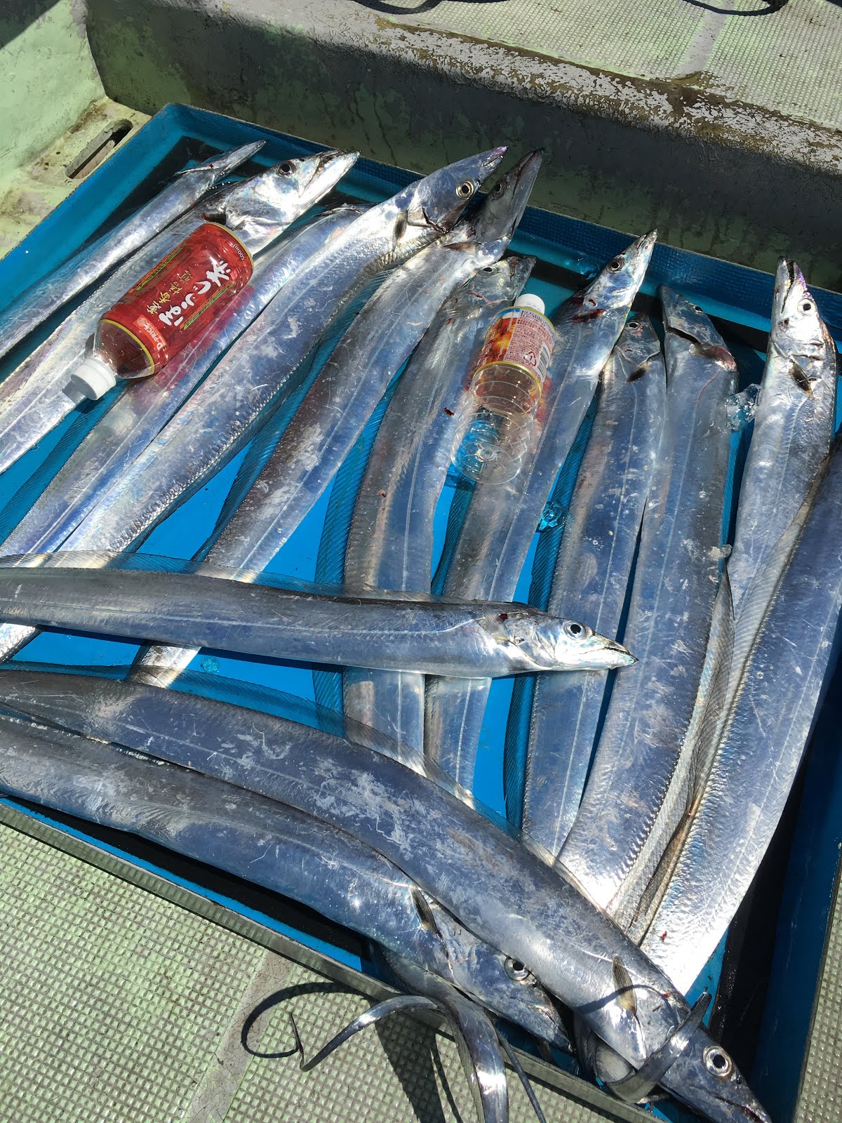 太刀魚釣り