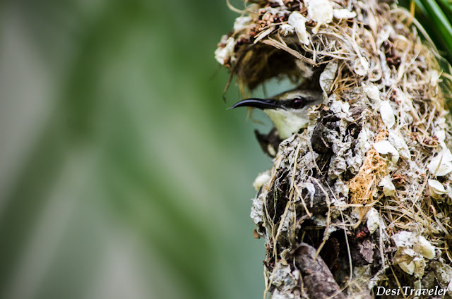 Female Sunbird in nest purple sunbird guarding nest at Taramati Baradari