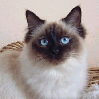 Ragdoll Cat Breed Pictures