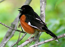 backyard birder mississippi birds backyard birder mississippi birds