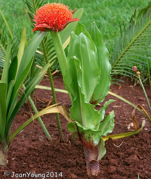 Natures World of Wonder Paintbrush Lily (Scadoxus puniceus)