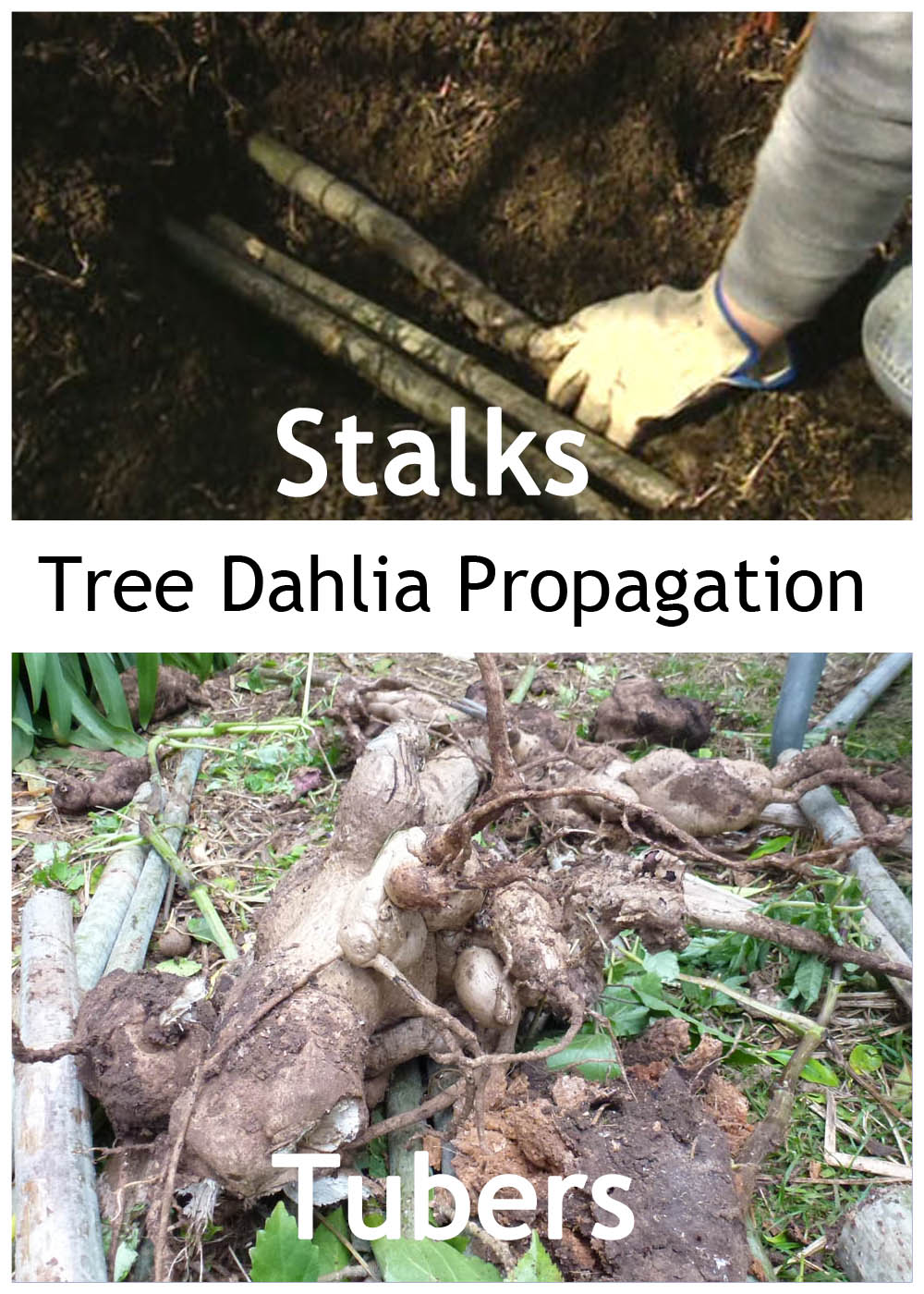 Start To Grow Tree Dahlia Chop and Prune