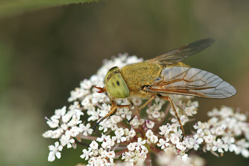 >Atylotus loewianus