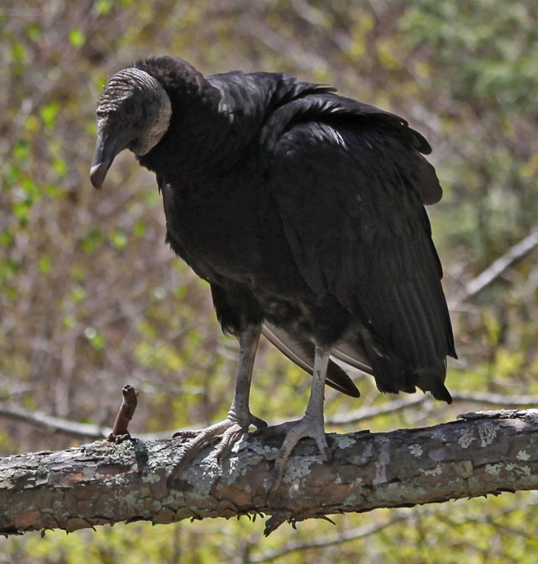 Woolensails Sunday Hike!