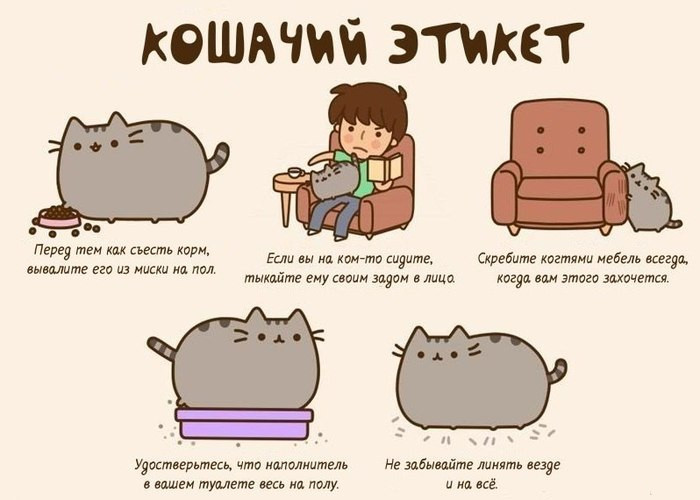 У кота запор как помочь в домашних условиях У кота запор как помочь в домашних условиях