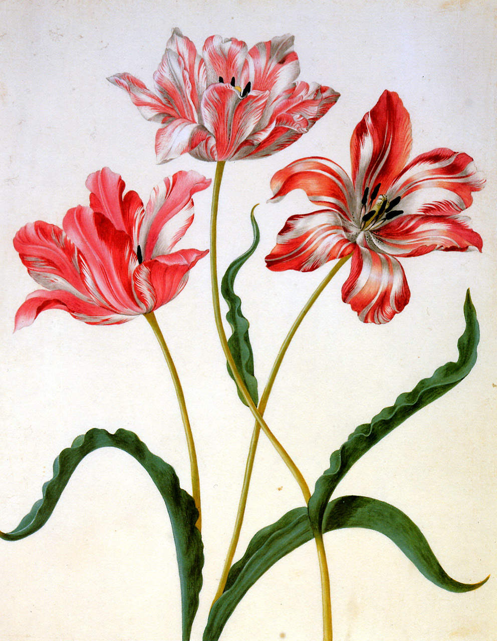 Maria Sibylla