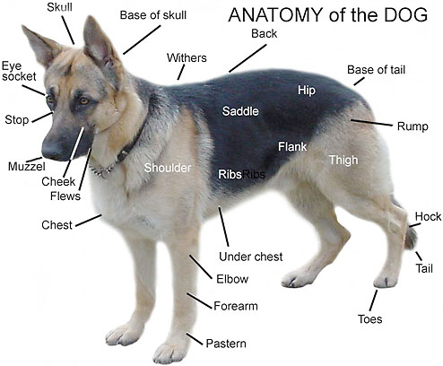 dog forelimb muscles