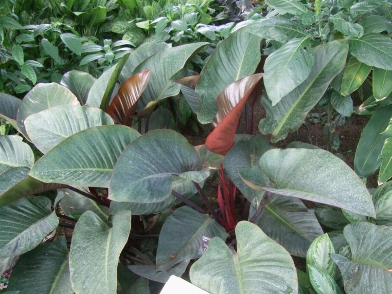 Alternative Eden Exotic Garden: A Tour of the Glasshouse at Wisley