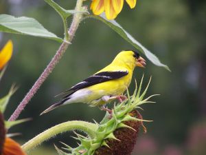 wild birds unlimited does nyjer thistle seed go bad wild birds unlimited does nyjer thistle seed go bad