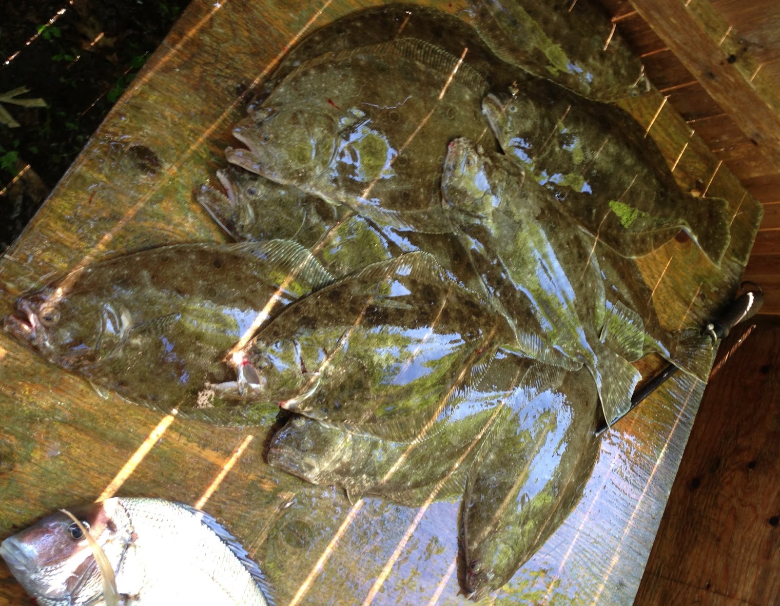 Captain Kirk's Fishing Blog Fluke Fish'n In Vineyard Sound