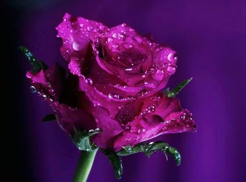 Beautiful Rose Flowers Online Backgrounds Images Stocks