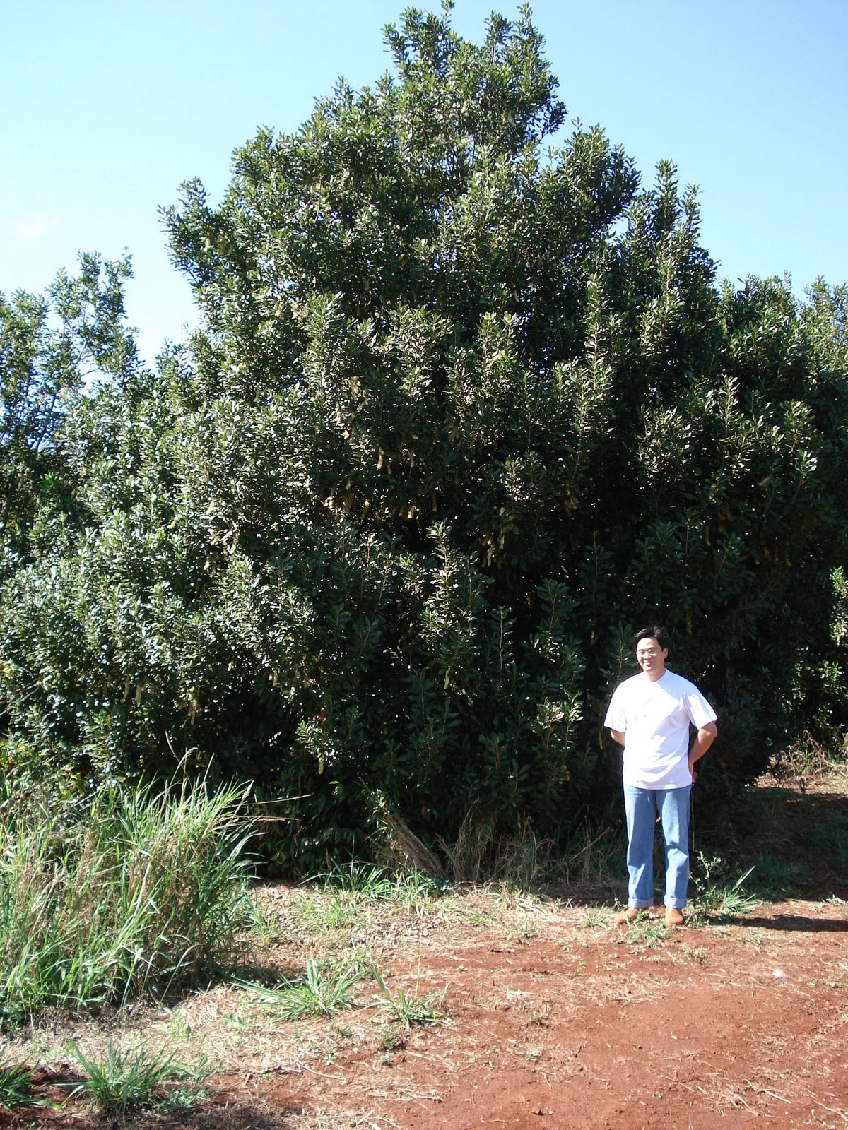 Kisaki Macadamia Pe De Que Eis Uma Planta Adolescente Da Macadamia