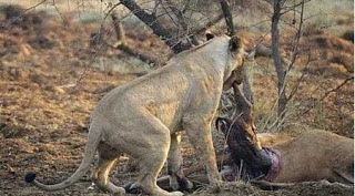 تعرف على سبب موت أسد بعد افتراسه لغزالة تعرف على سبب موت أسد بعد افتراسه لغزالة