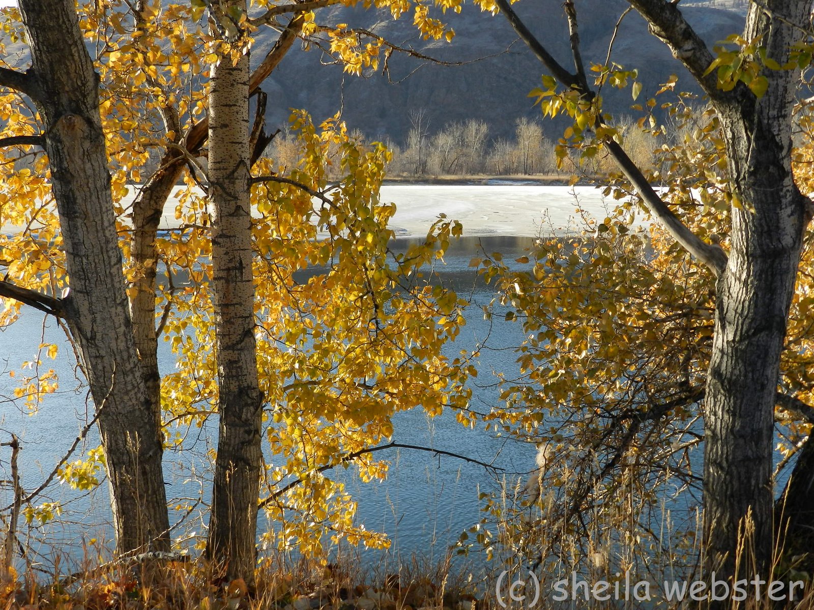 welovekamloops McArthur Island Park Autumn Kamloops, BC