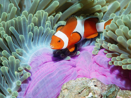gambar bawah laut, dalam laut