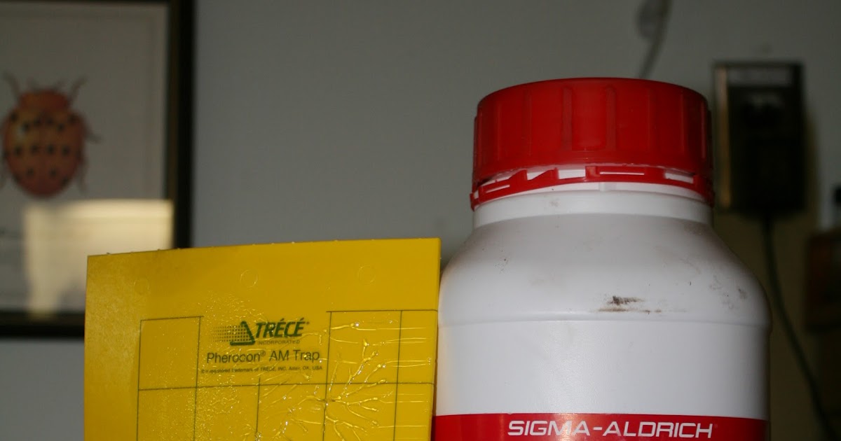 NC Small Fruit & Specialty Crop IPM Do it yourself Blueberry maggot