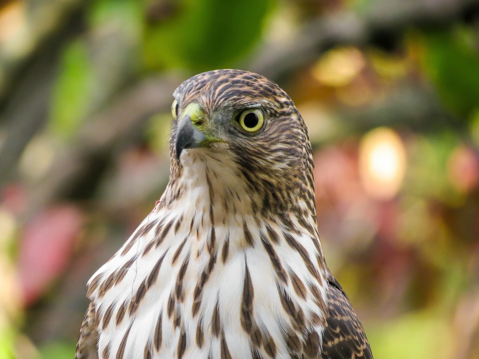 THE BIRD HOUSE COOPER'S HAWK 10/26/2013