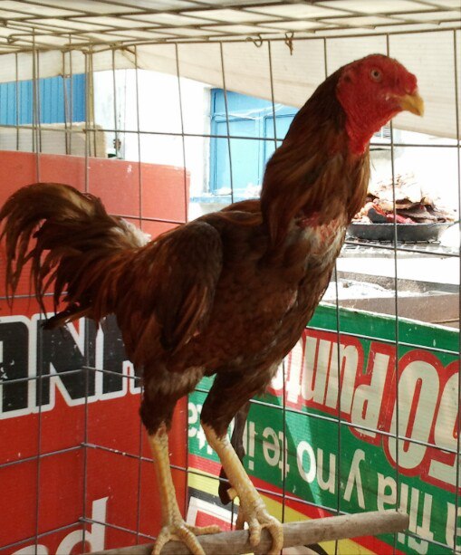 Semental Amarrillo/Chocolate en plena pluma