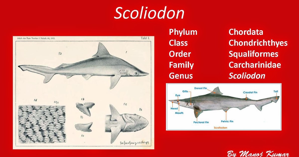 describe the internal structure of heart of scoliodon