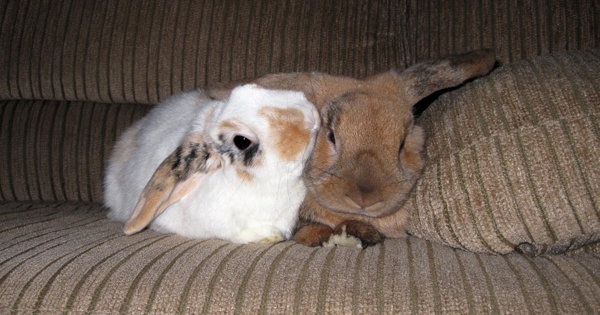 Bunnies and Sunshine Cuddle bunnies.
