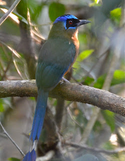 Amazonian Motmot, Motmotus motmota