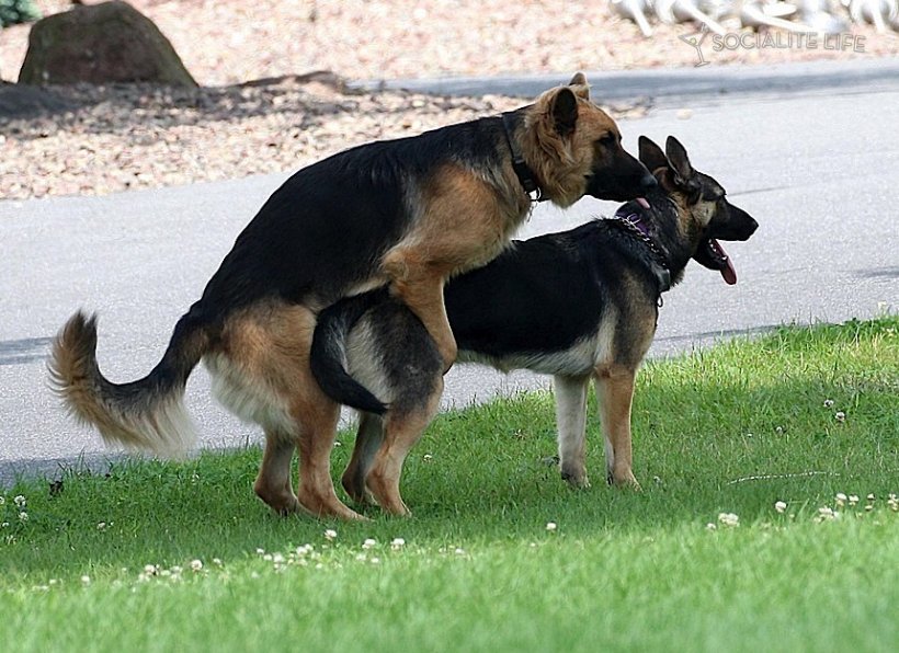 Rutting dogs really fat cats and dogs. Rutting dogs