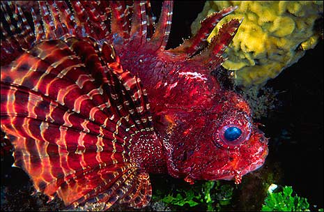 lionfish dwarf red diet fuzzy merritt richard bbc bodied invasive native impact could medium godly beautiful