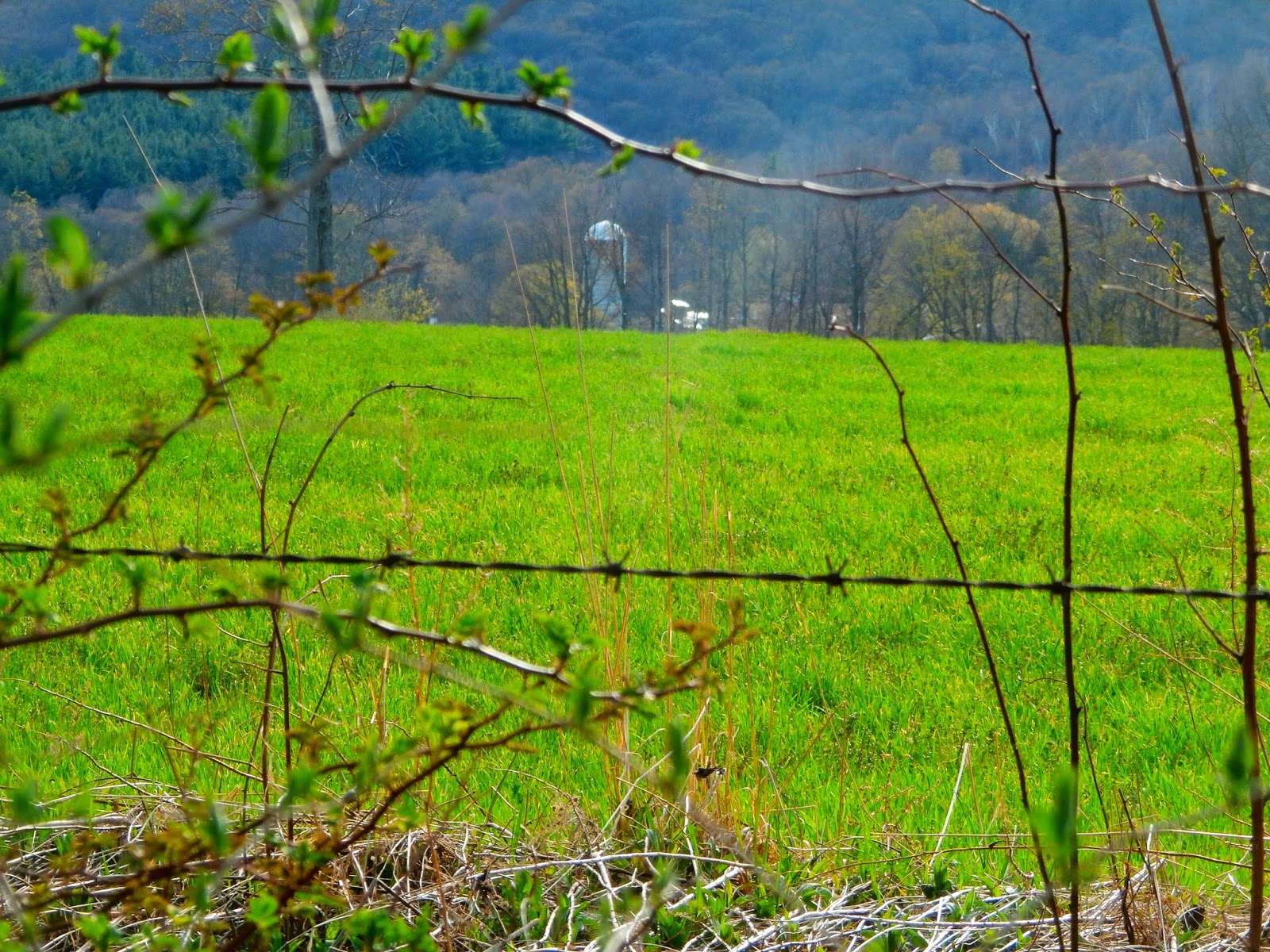 Walking Man 24 7 Williamstown(Field Farm/ Mt Hope Park/ Sheep Hill)