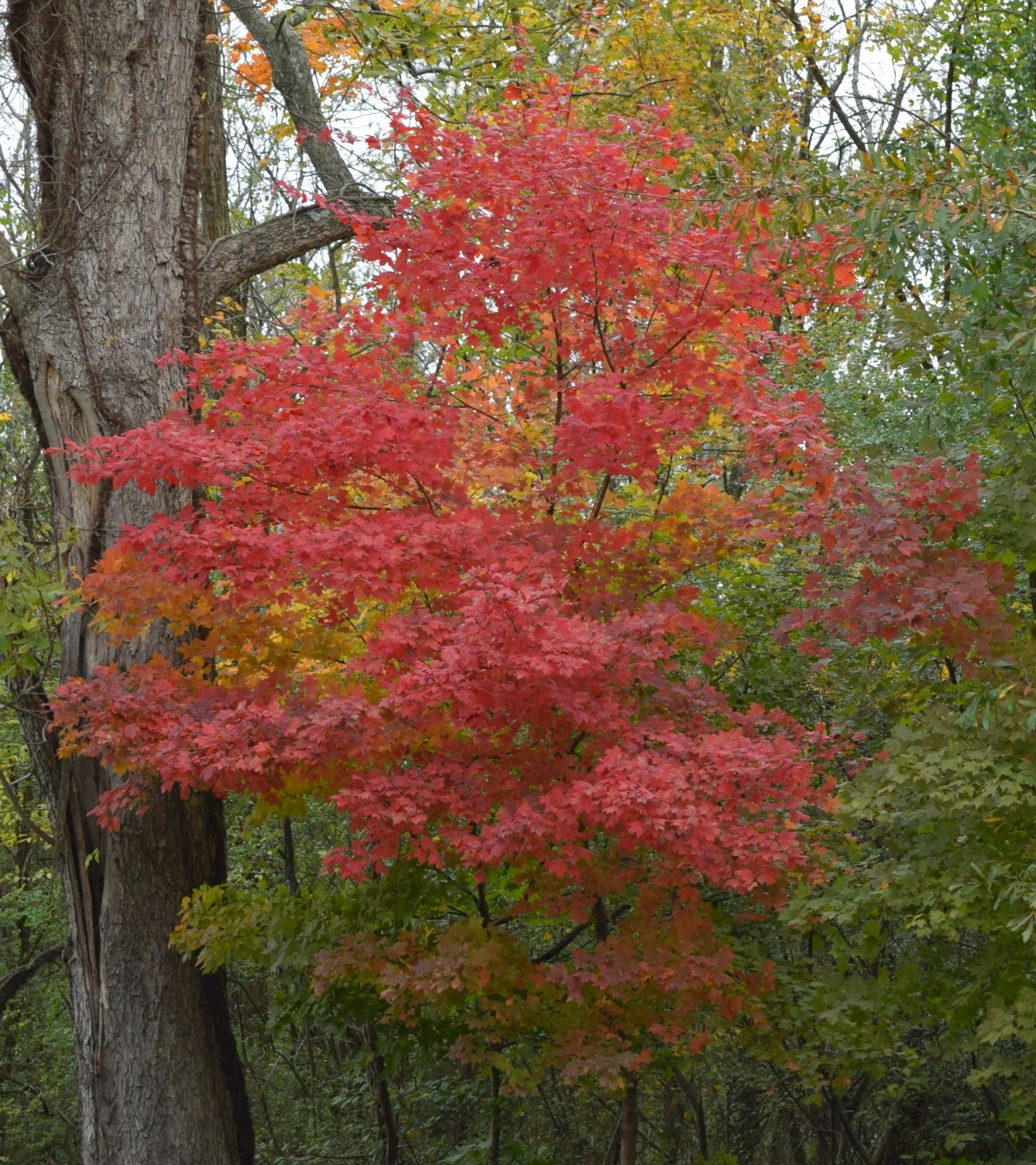 Using Native Plants A Fall Profile Maples