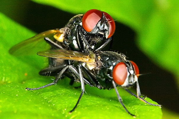 20-Incredible-Eye-Macros-making-flies.jpg