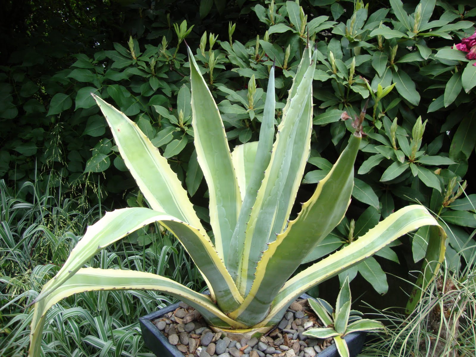 Agave Americano