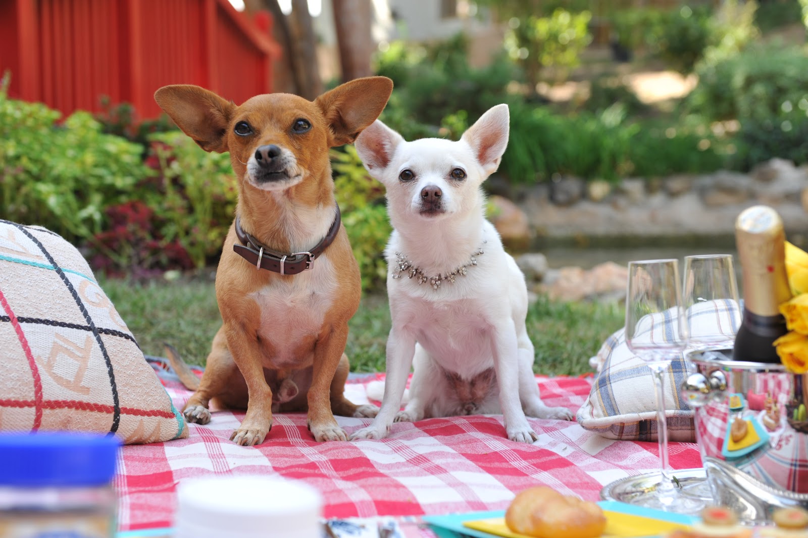 Is Papi from Beverly Hills Chihuahua still alive?