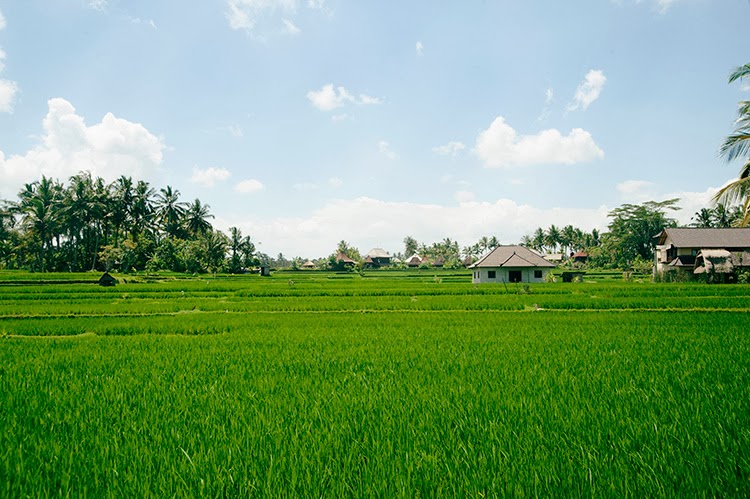 what to do in Ubud Bali