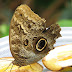Caligo idomeneus