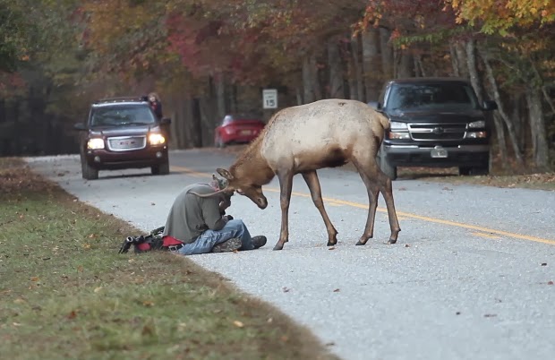 Tennessee Deer Car Accident Tennessee Deer Car Accident